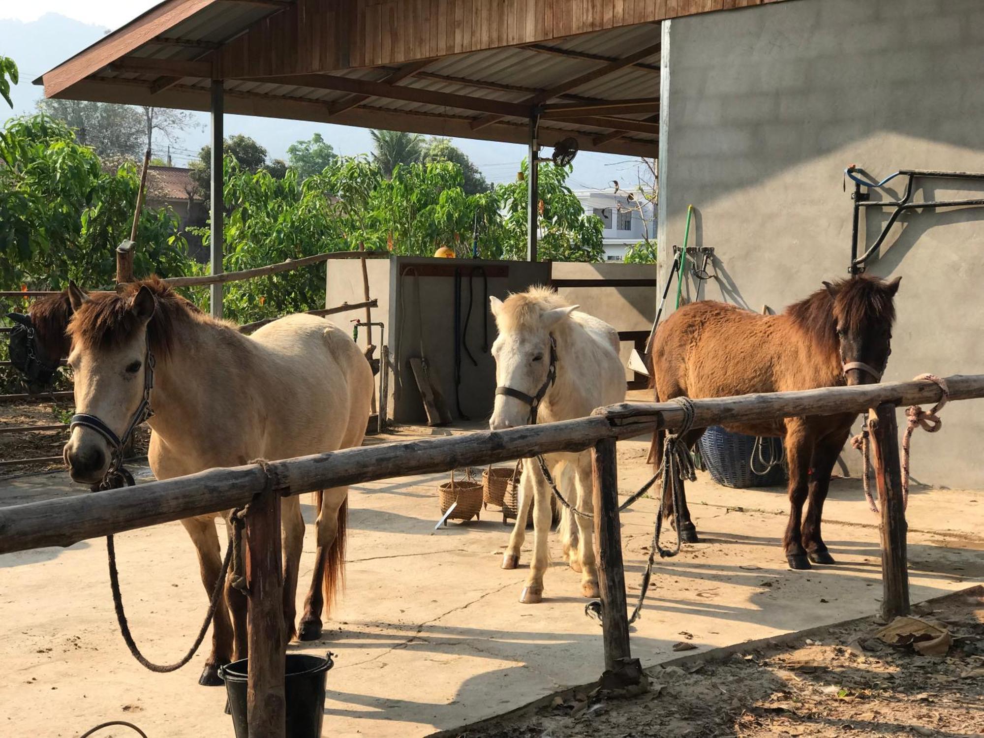 Namkhan Horses Stables Луанг Прабанг Екстериор снимка